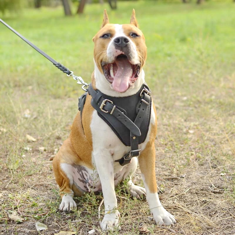 Шлейка из черной кожи для амстаффа «Working Dog»